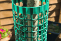 A young tree in a garden. With a plastic tree guard around the tree.