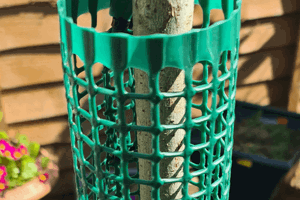 A young tree in a garden. With a plastic tree guard around the tree.