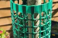 A young tree in a garden. With a plastic tree guard around the tree.